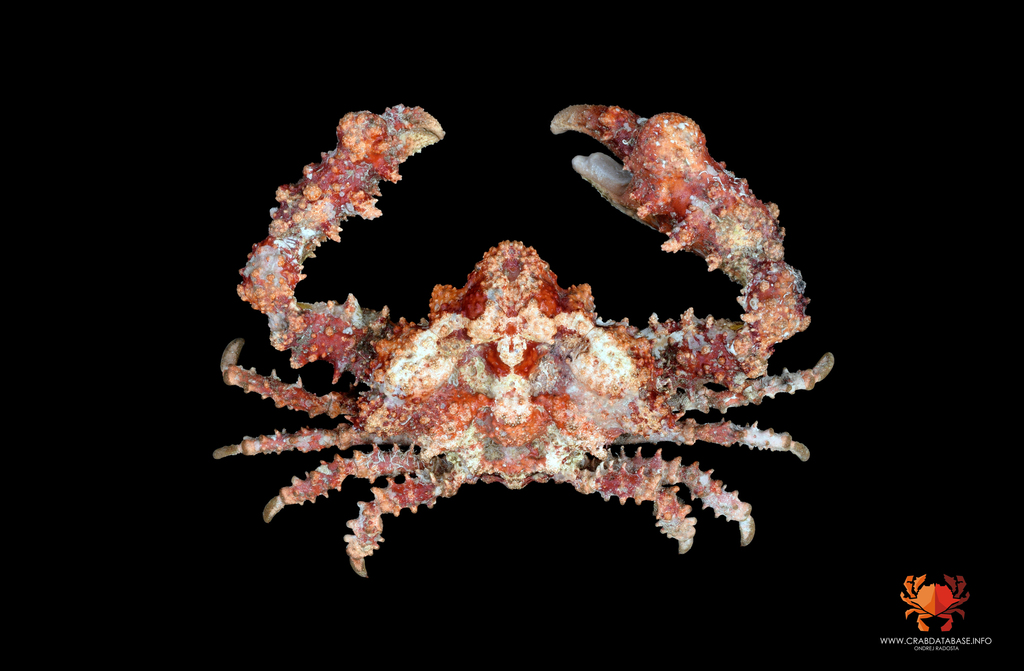 Daldorfiinae