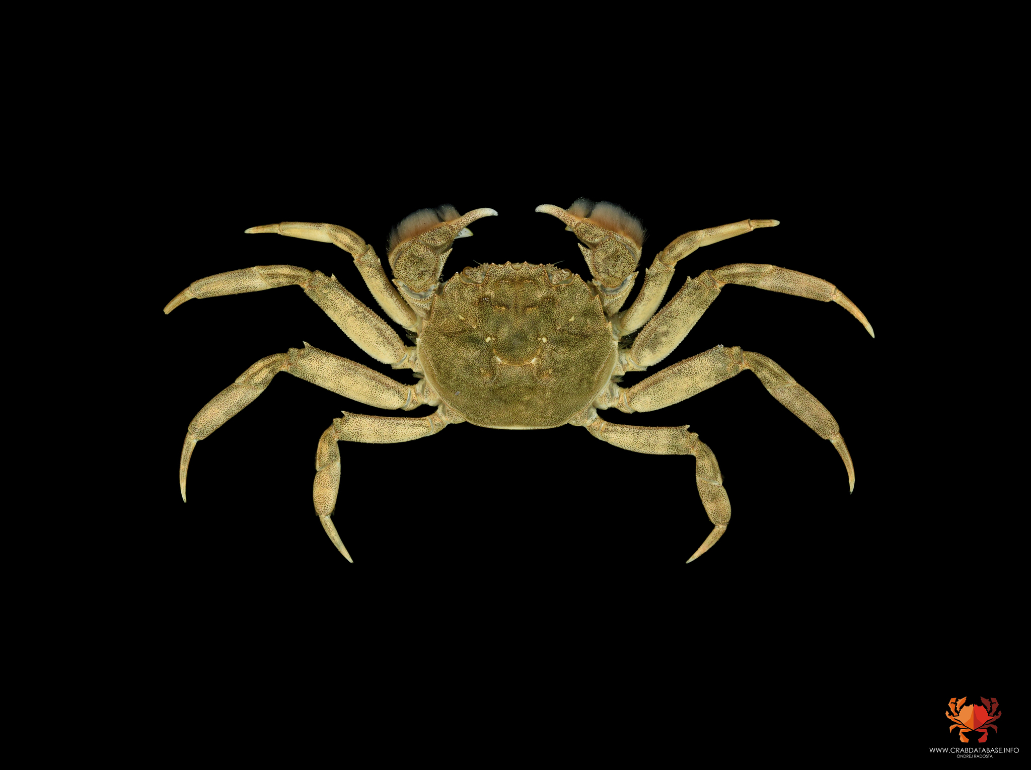 Chinese Mitten Crab