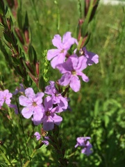 Lythrum alatum lanceolatum