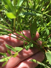Lythrum alatum lanceolatum