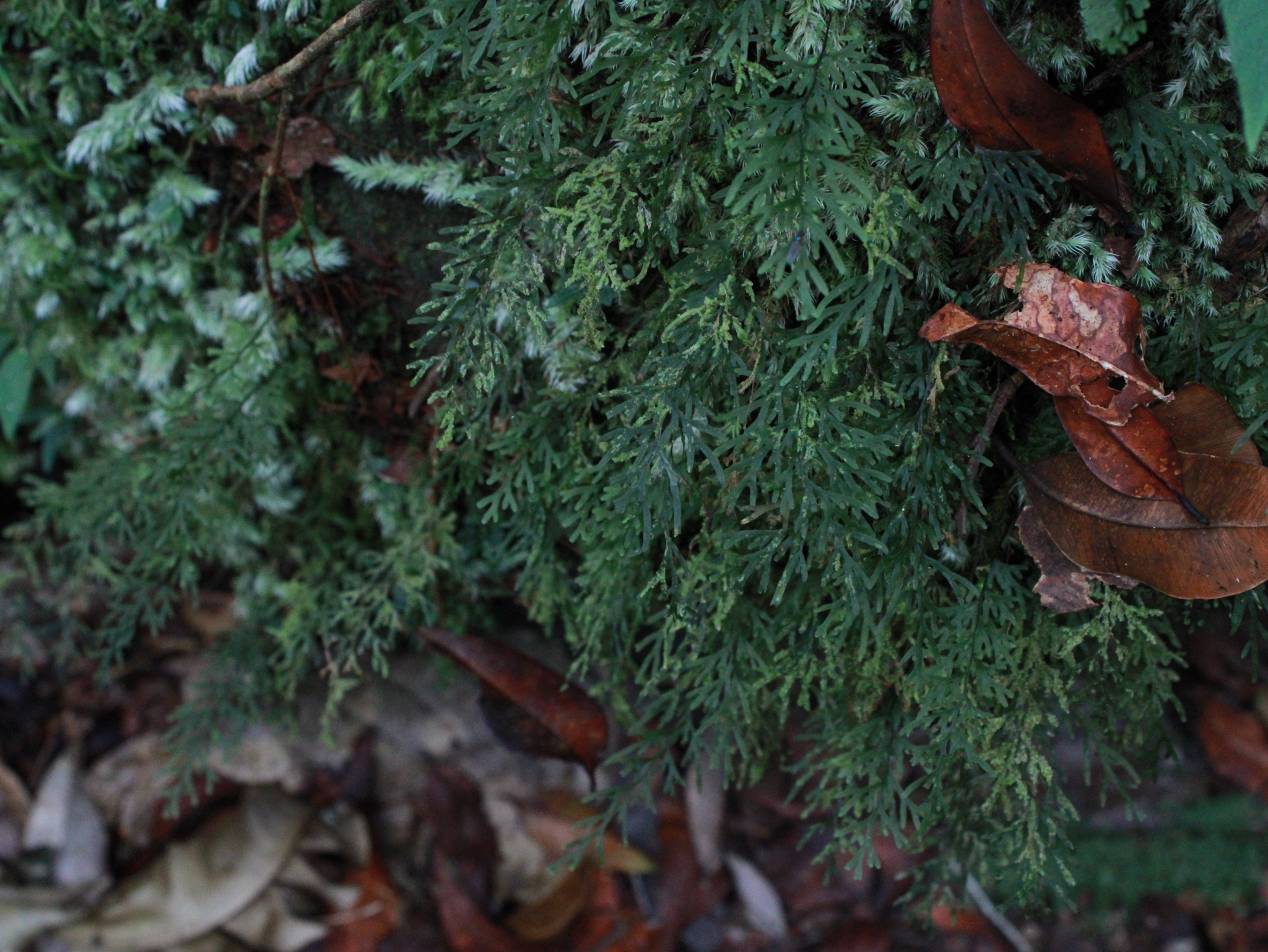 Asplenium dichotomum 4