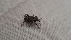 Curculionidae