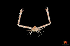 Rhinolambrus hayamaensis