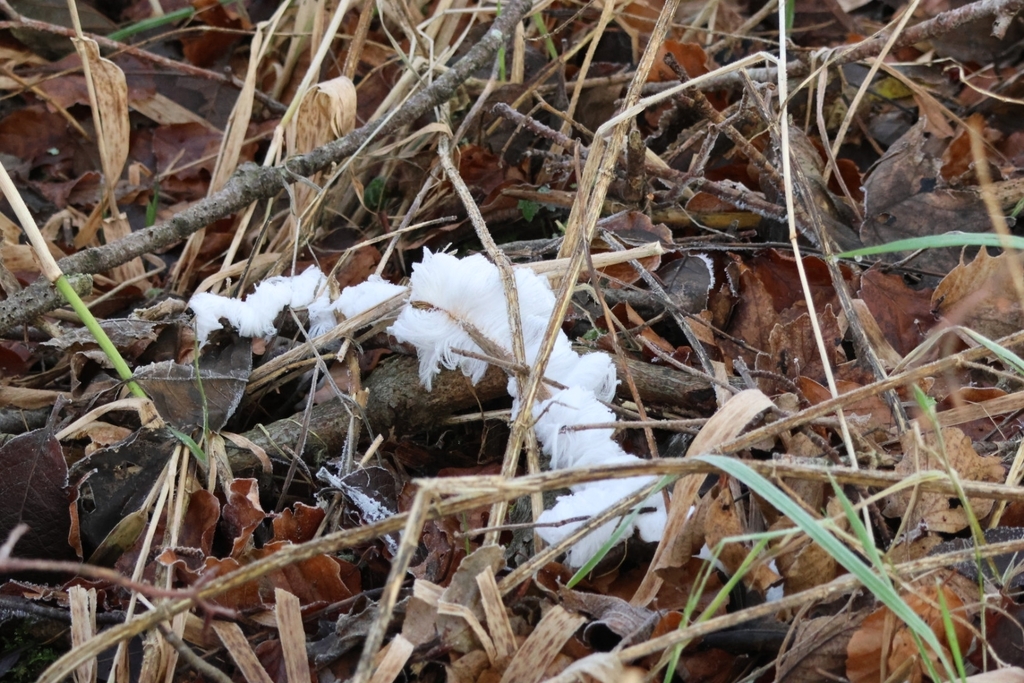 Exidiopsis effusa · December 2025 · photo: © ikelman (iNaturalist, cc0)