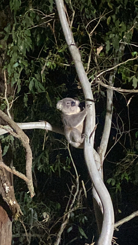 Koala