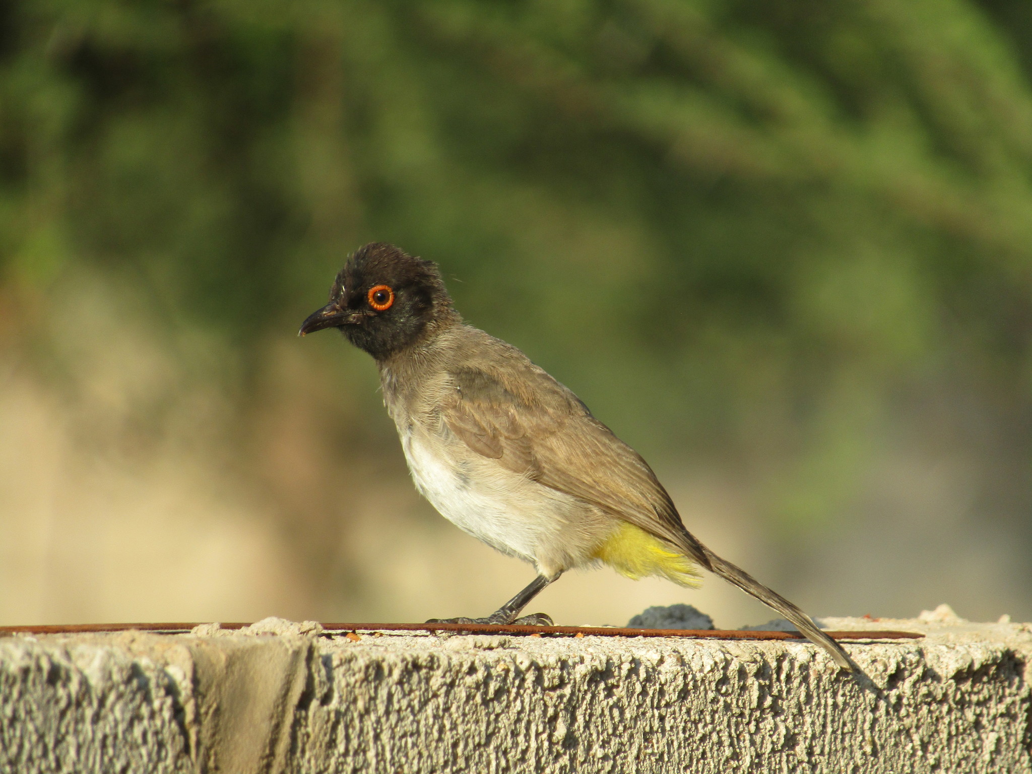 Bulbul-de-olhos-vermelhos-africano (Pycnonotus nigricans) · BioDiversity4All, image size:2048x1536