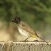 African Red-eyed Bulbul - Photo (c) Mathubadifala, some rights reserved (CC BY-NC), uploaded by Mathubadifala