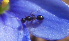 Lepisiota imperfecta