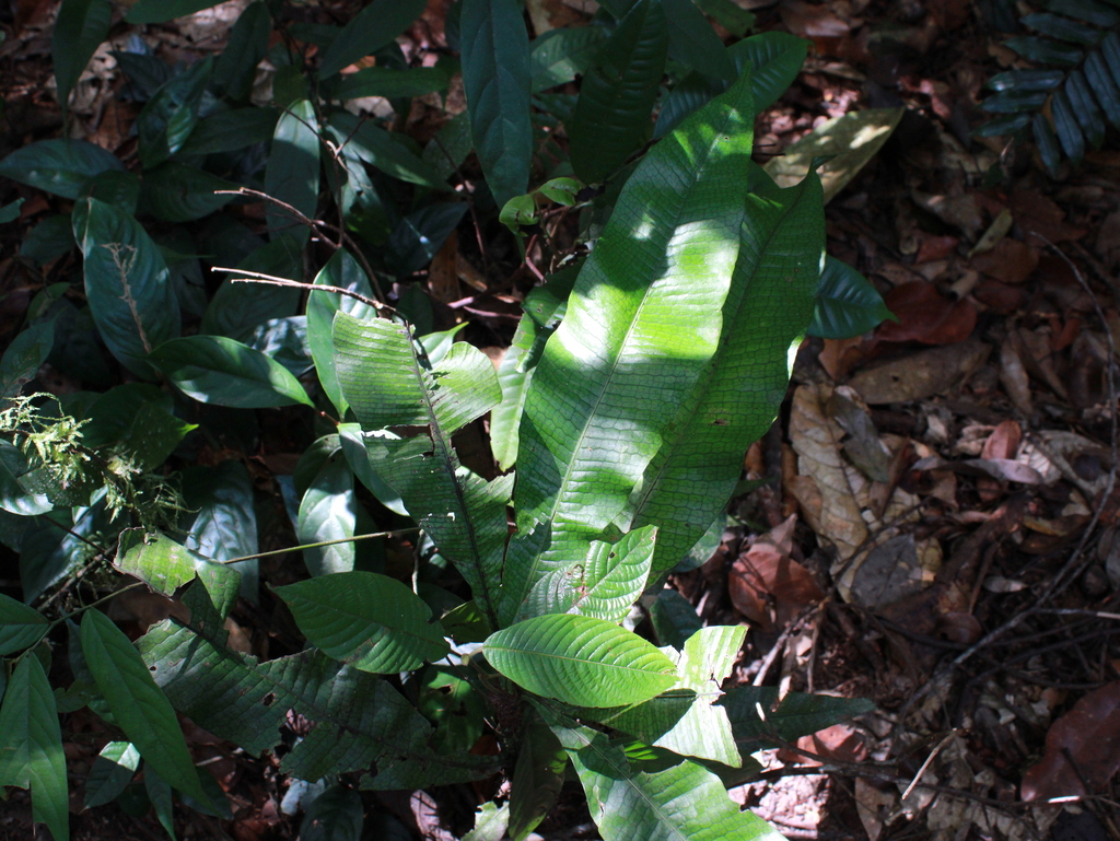 Leptochilus macrophyllus (Leptochilus macrophyllus)