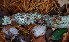 Scytinostroma artocreas