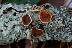 Scytinostroma artocreas