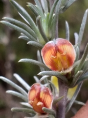 Aspalathus eustonbrownii