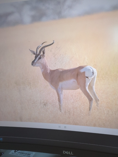 Sömmerring's Gazelle