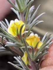 Aspalathus eustonbrownii