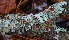 Scytinostroma artocreas