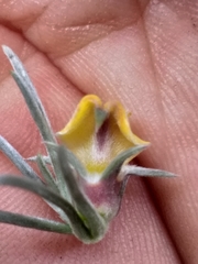 Aspalathus eustonbrownii