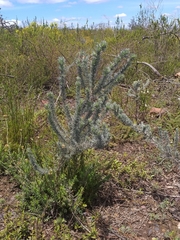 Aspalathus eustonbrownii