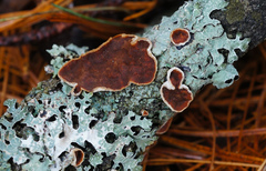 Scytinostroma artocreas