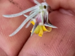 Aspalathus eustonbrownii