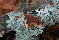 Scytinostroma artocreas