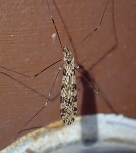 Unknown species found near Prince's Bay, Staten Island, NY, USA