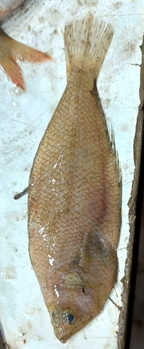 Spotted Flounder