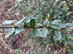 Berberis candidula
