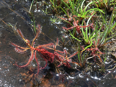 Drosera indica