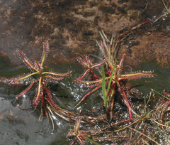 Drosera indica