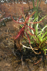 Drosera indica