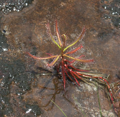 Drosera indica