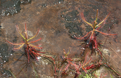 Drosera indica