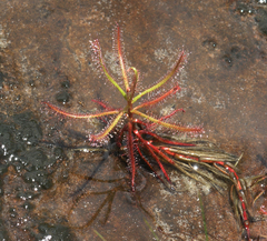 Drosera indica