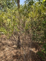 Acacia simsii