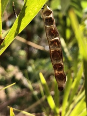 Acacia simsii