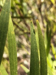 Acacia simsii
