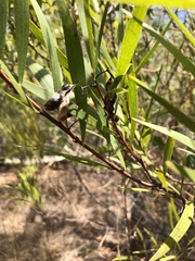 Acacia simsii