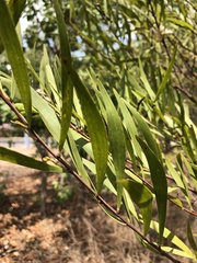 Acacia simsii