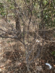 Acacia simsii