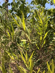 Acacia simsii