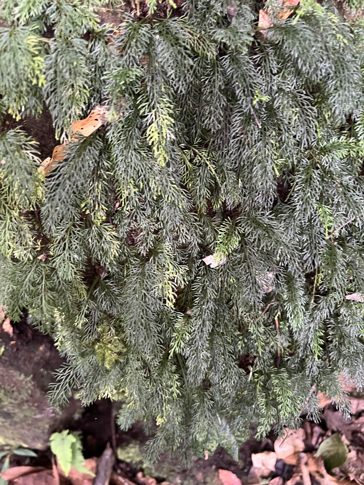 Asplenium dichotomum 2