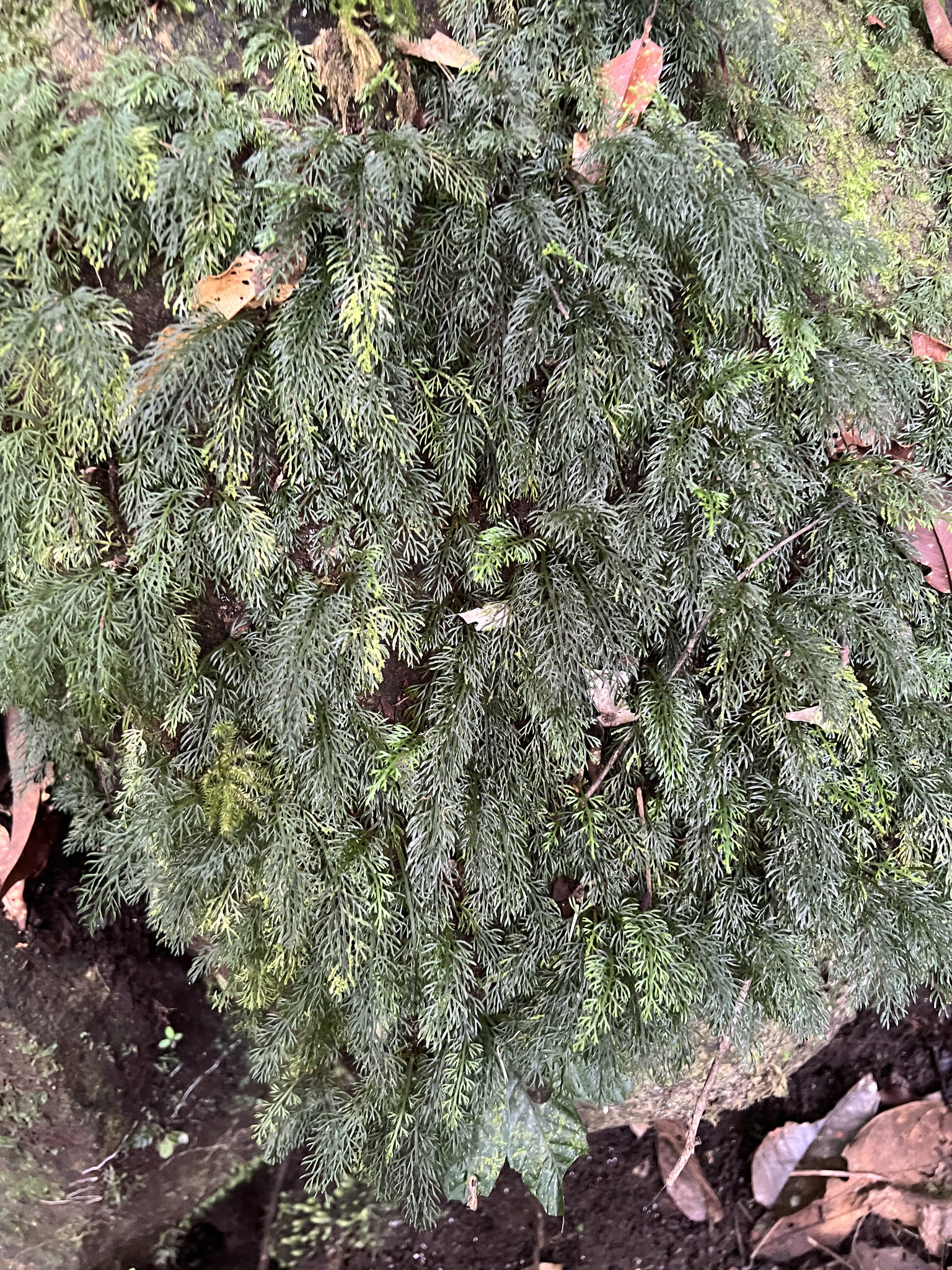 Asplenium dichotomum