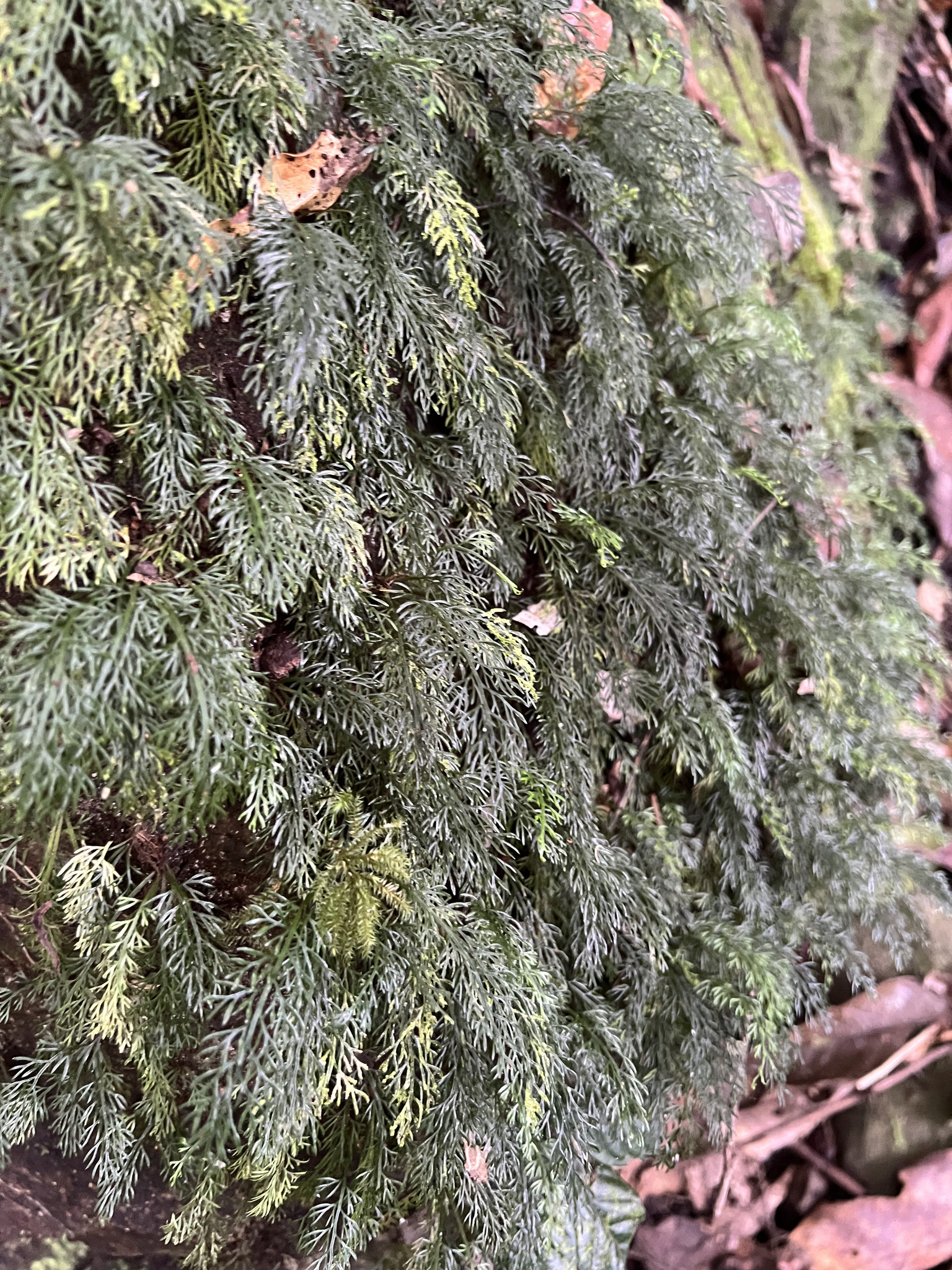 Asplenium dichotomum 3
