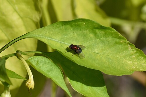 Unknown species found near Old Tennessee Pike Rd, Pinson, AL 35126, USA