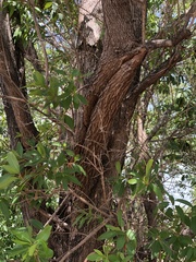 Lophostemon grandiflorus