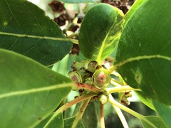 Lophostemon grandiflorus