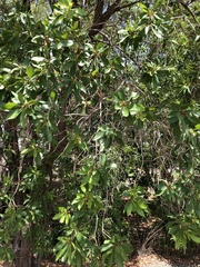 Lophostemon grandiflorus