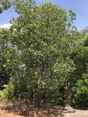 Lophostemon grandiflorus