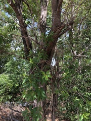 Lophostemon grandiflorus