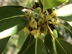Lophostemon grandiflorus